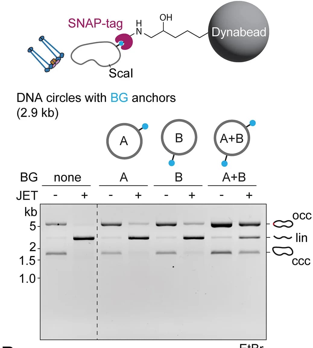 Open access visualization of Microscopy, Illustration, Gel, DNA, Bead