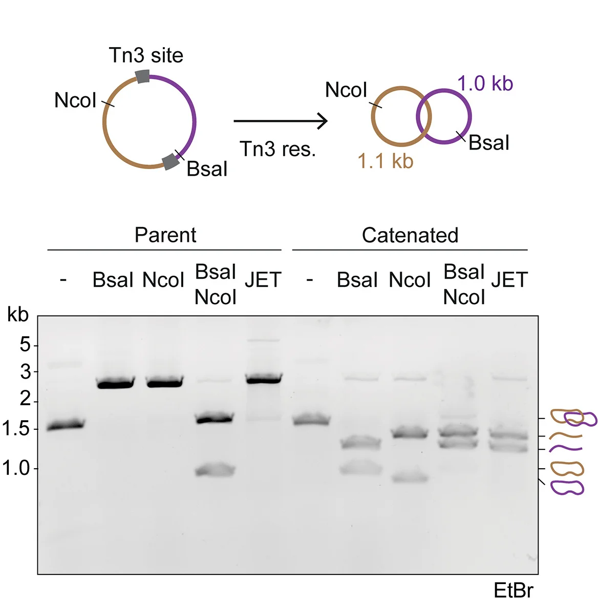 Open access visualization of Gel, Workflow, DNA Catenane, Tn3 Site-Specific Recombination, Agarose Gel