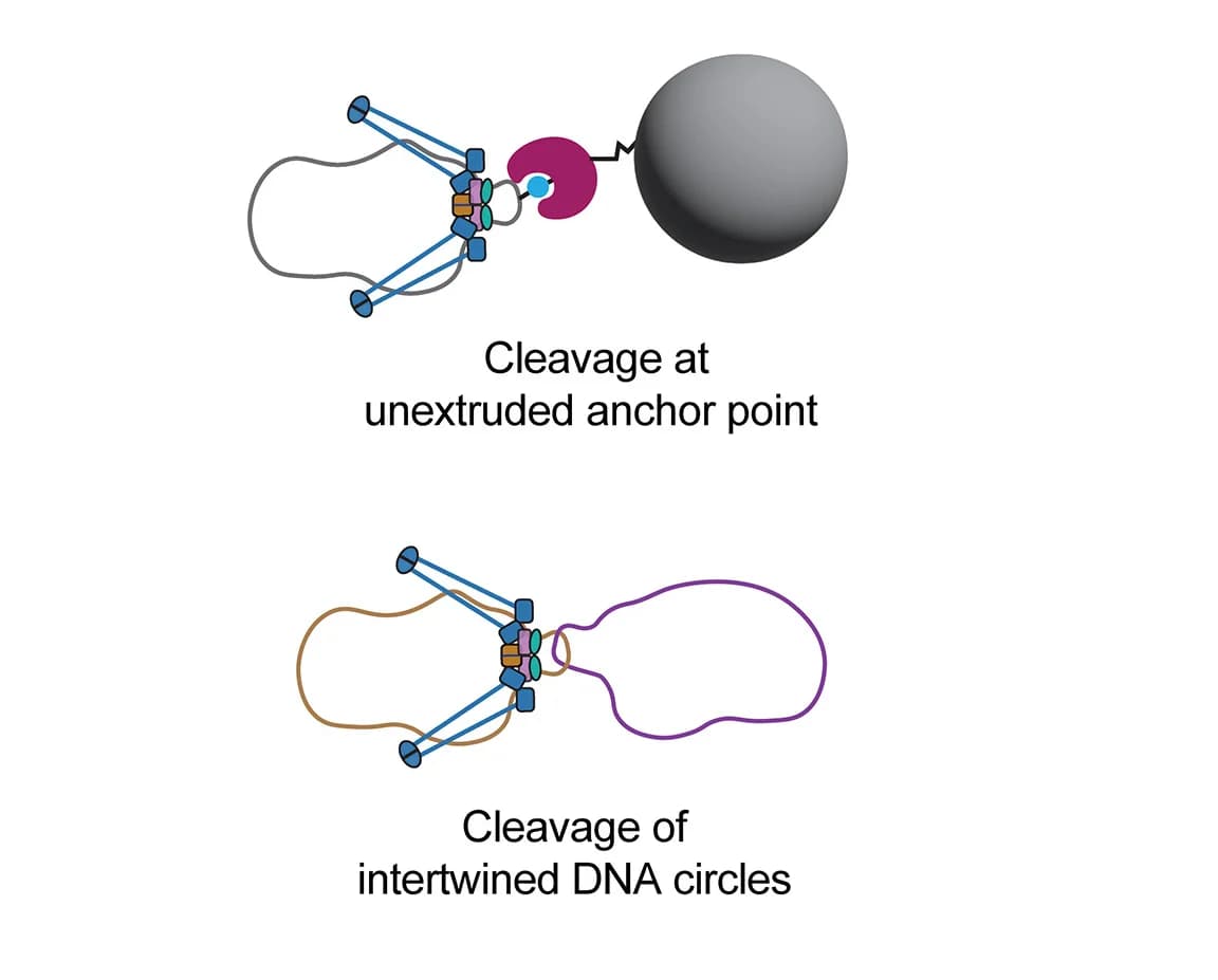 Open access visualization of Illustration, JET Cleavage, Roadblock, Intertwined DNA