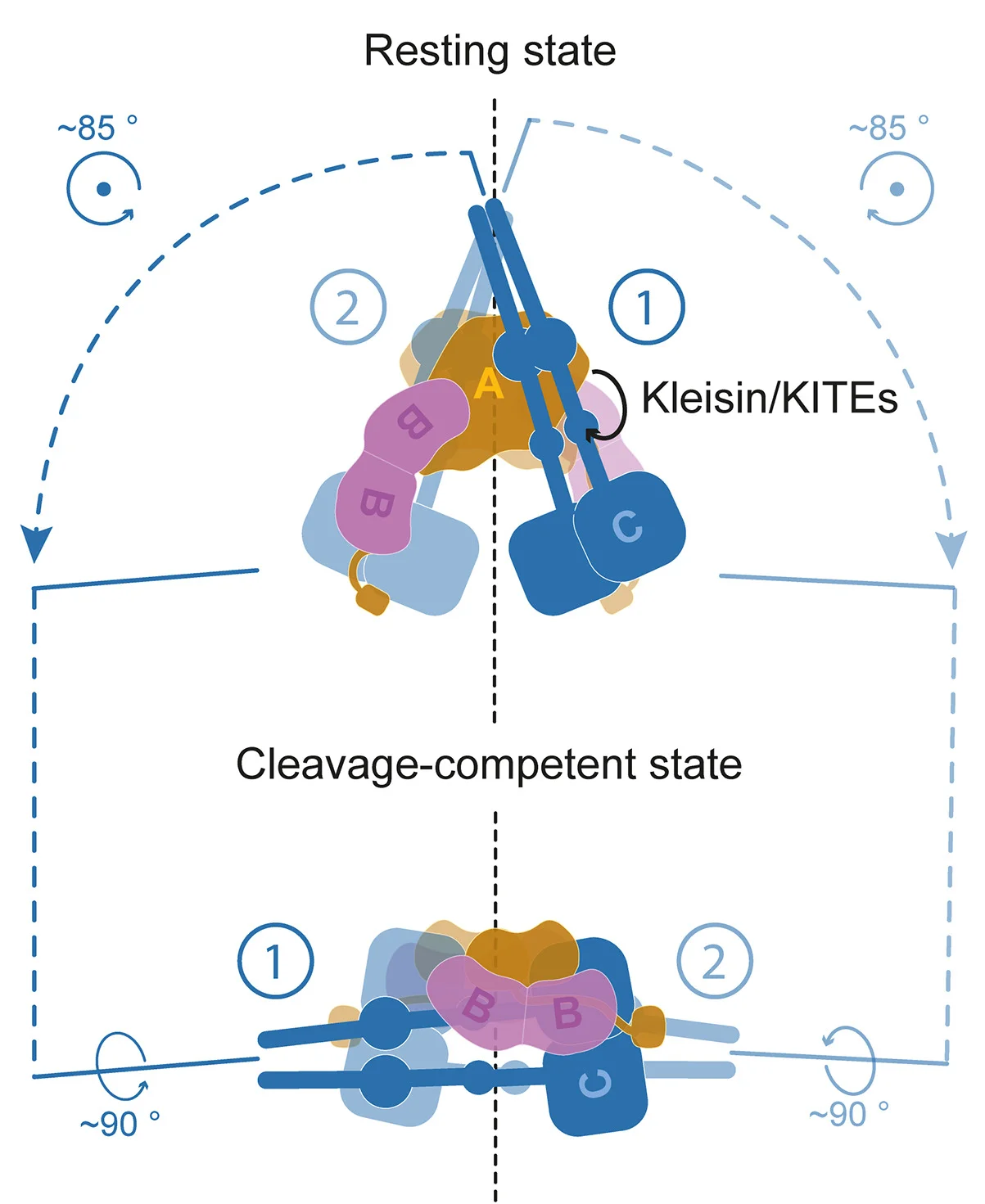 Open access visualization of Illustration, Workflow, Motor Dimer Geometry, Resting State, Cleavage-Competent State
