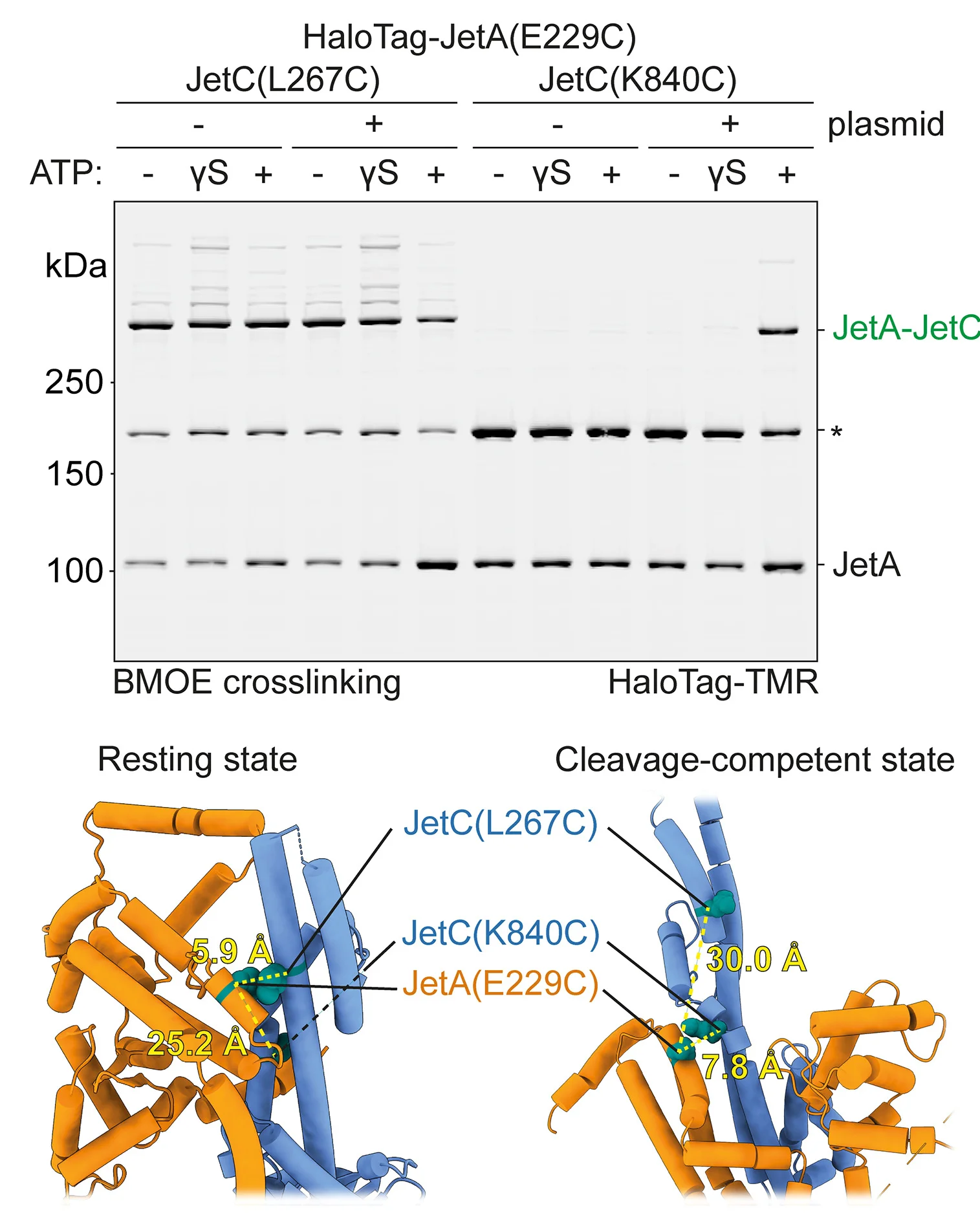 Open access visualization of Gel, Protein Structure, Cysteine Cross-Linking, JetA/JetC Interface Residues, TMR-Labeled JetA-HaloTag