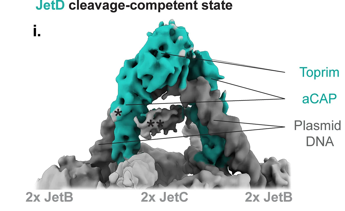 Open access visualization of Protein Structure, JetD Dimer, Plasmid DNA, AlphaFold2, JetD Domains