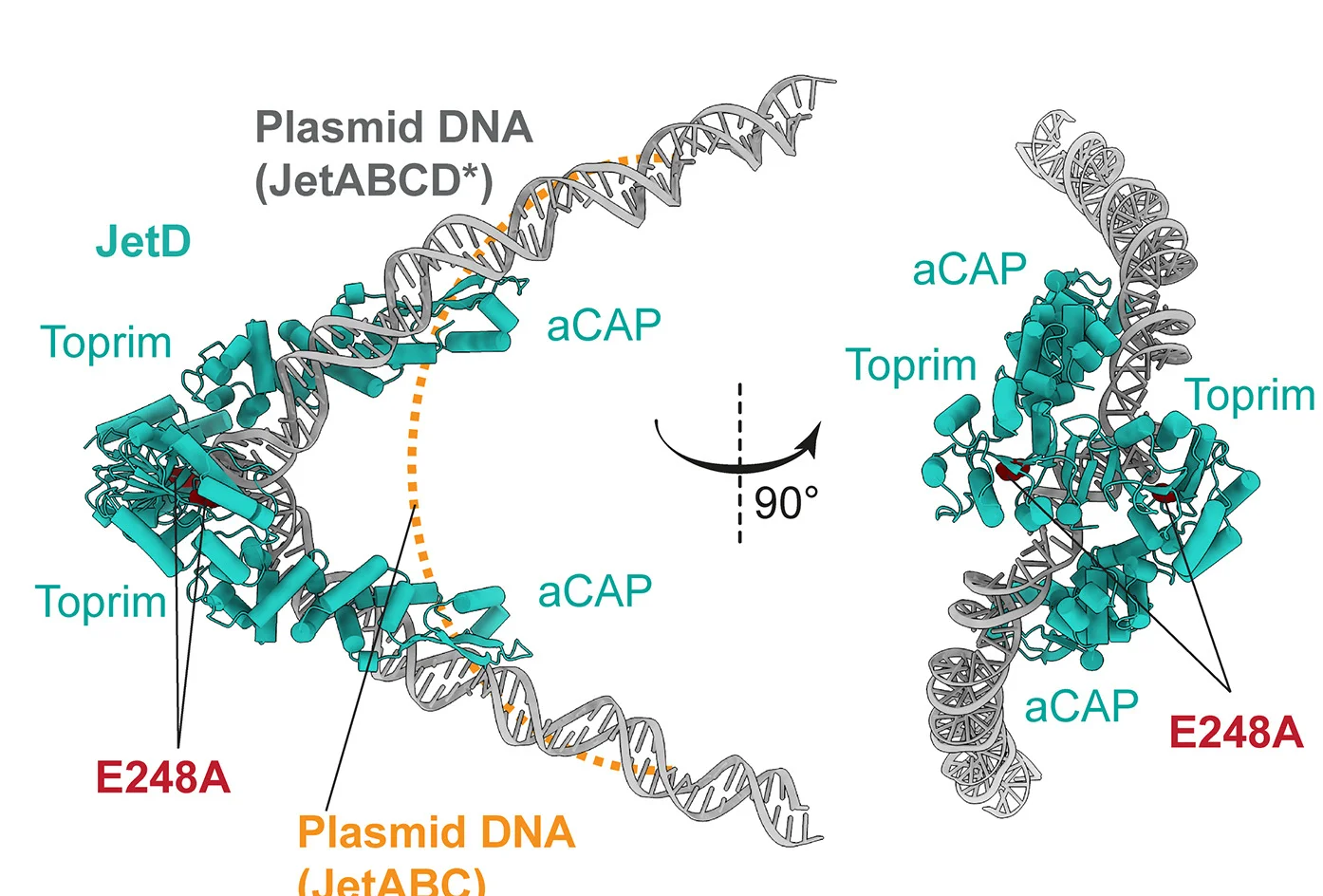 Open access visualization of Protein Structure, JetD Dimer, Plasmid DNA, V-shaped DNA, Toprim Domains