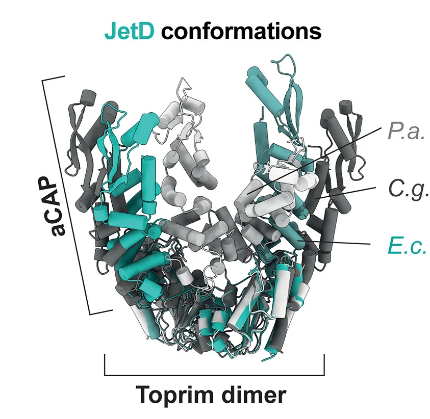 Open access visualization of Protein Structure, JetD Conformations, E. Coli JetD, Pseudomonas Aeruginosa JetD, Corynebacterium Glutamicum JetD