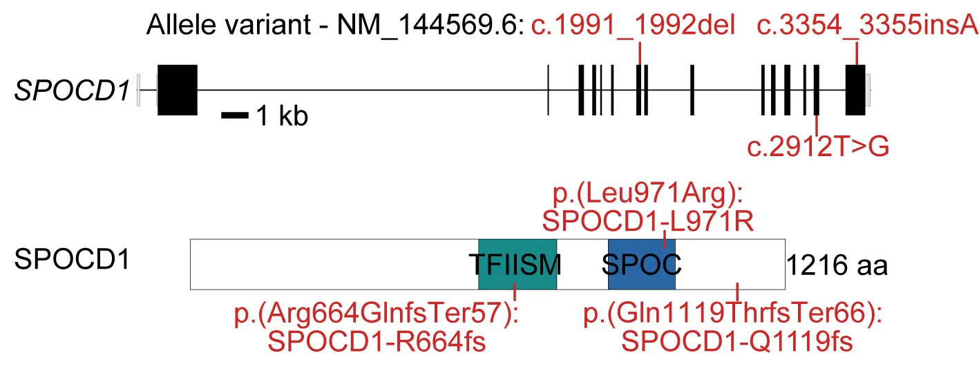 Open access visualization of Illustration, SPOCD1 Variants, Infertile Men, Schematic Representation