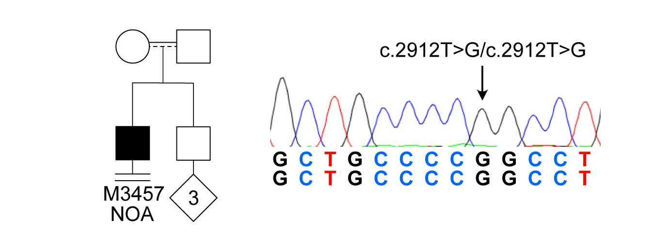Open access visualization of Workflow, Line Plot, Pedigree, Sequencing Trace, SPOCD1 Exon 15