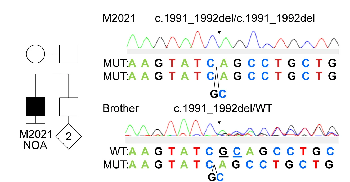 Open access visualization of Line Plot, Workflow, Pedigree, Sequencing Trace, SPOCD1 Exon 8