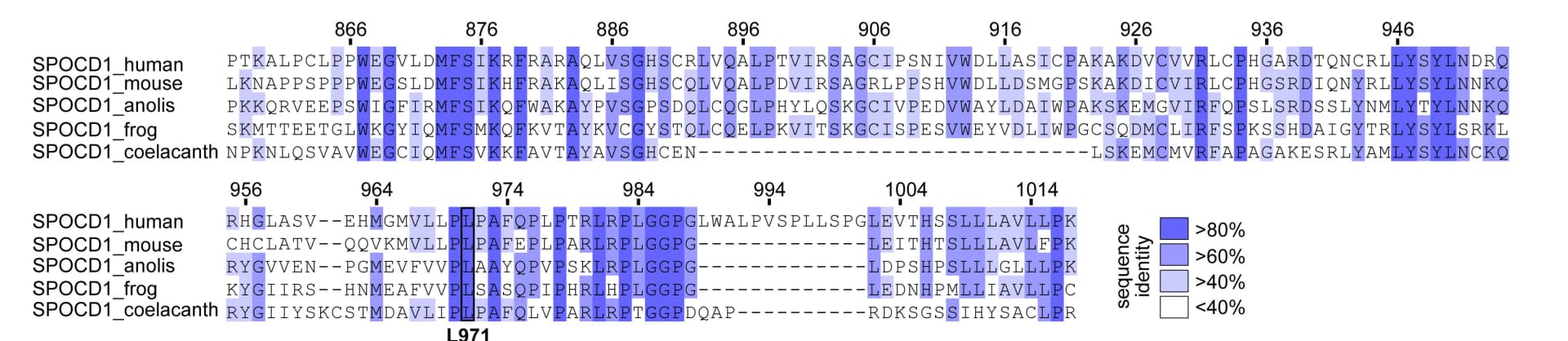 Open access visualization of Heatmap, Sequence Alignment, SPOC Domain, Species, Sequence Identity