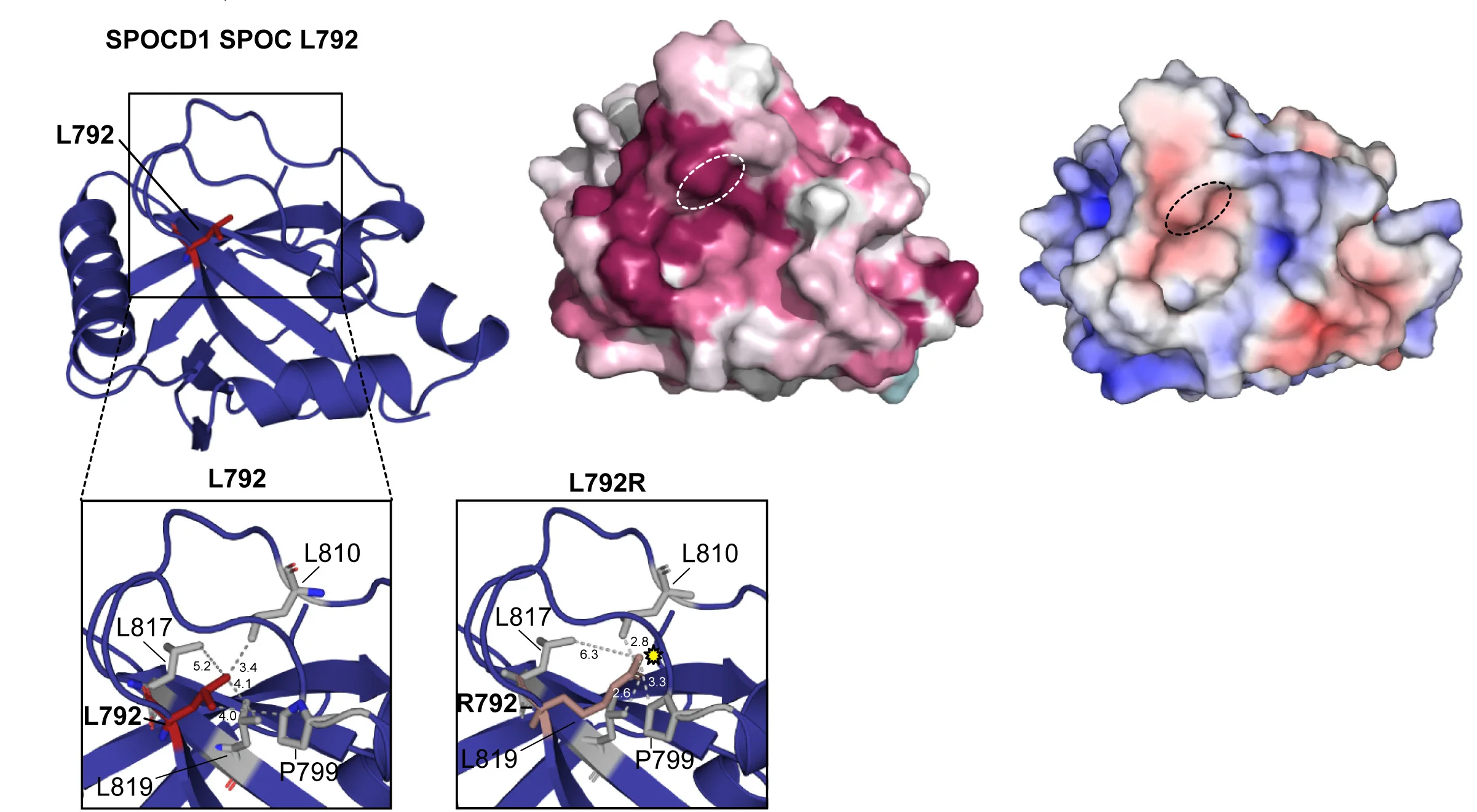 Open access visualization of Protein Structure, 3D Plot, SPOC Domain, Residue L792, Cartoon Ribbon Display