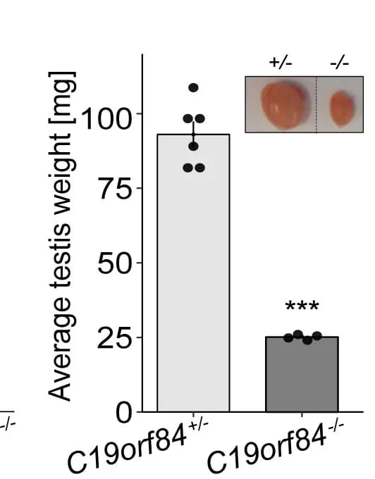 Open access visualization of Bar Plot, Scatter Plot, Photo, Testis Weight, Adult Mice