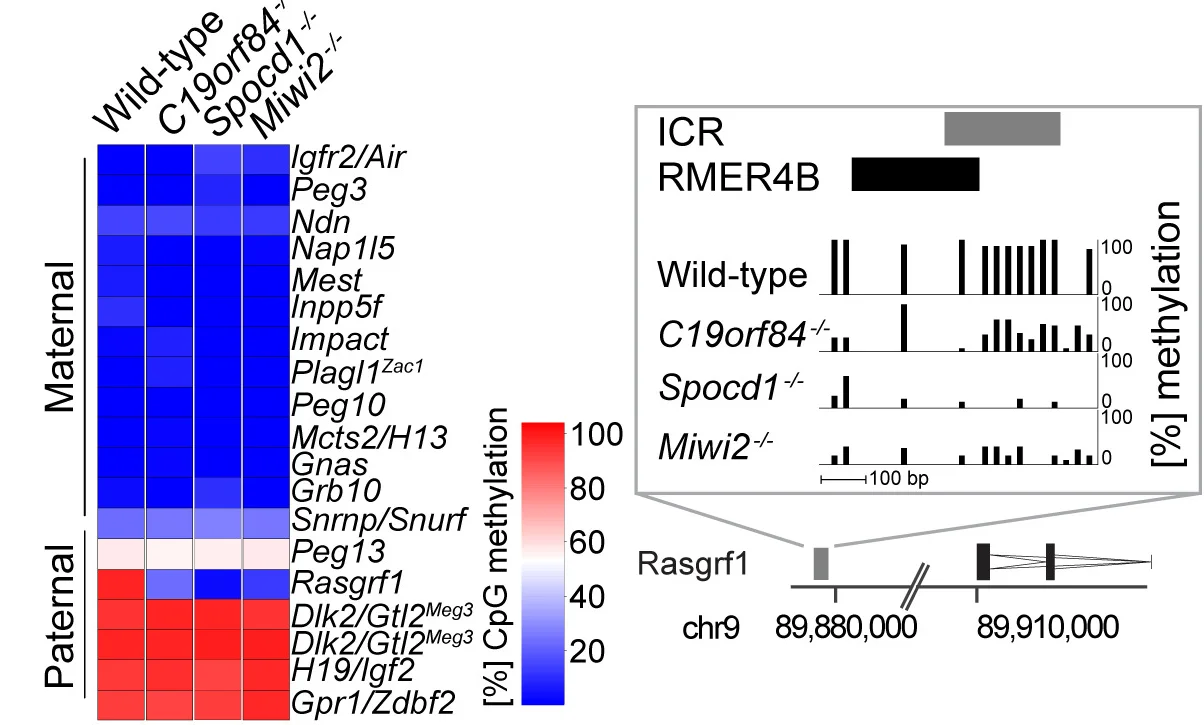 Open access visualization of Heatmap, Bar Plot, CpG Methylation, Imprinted Loci, Imprinted Control Region