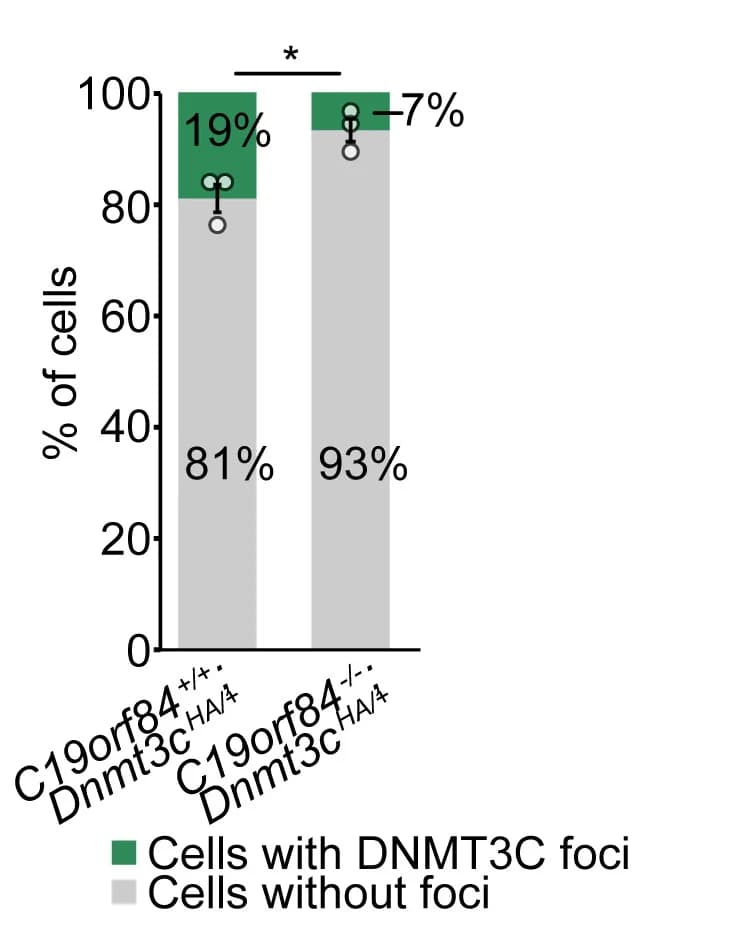 Open access visualization of Stacked Bar Plot, Germ Cells, HA-DNMT3C, Foci, Quantification
