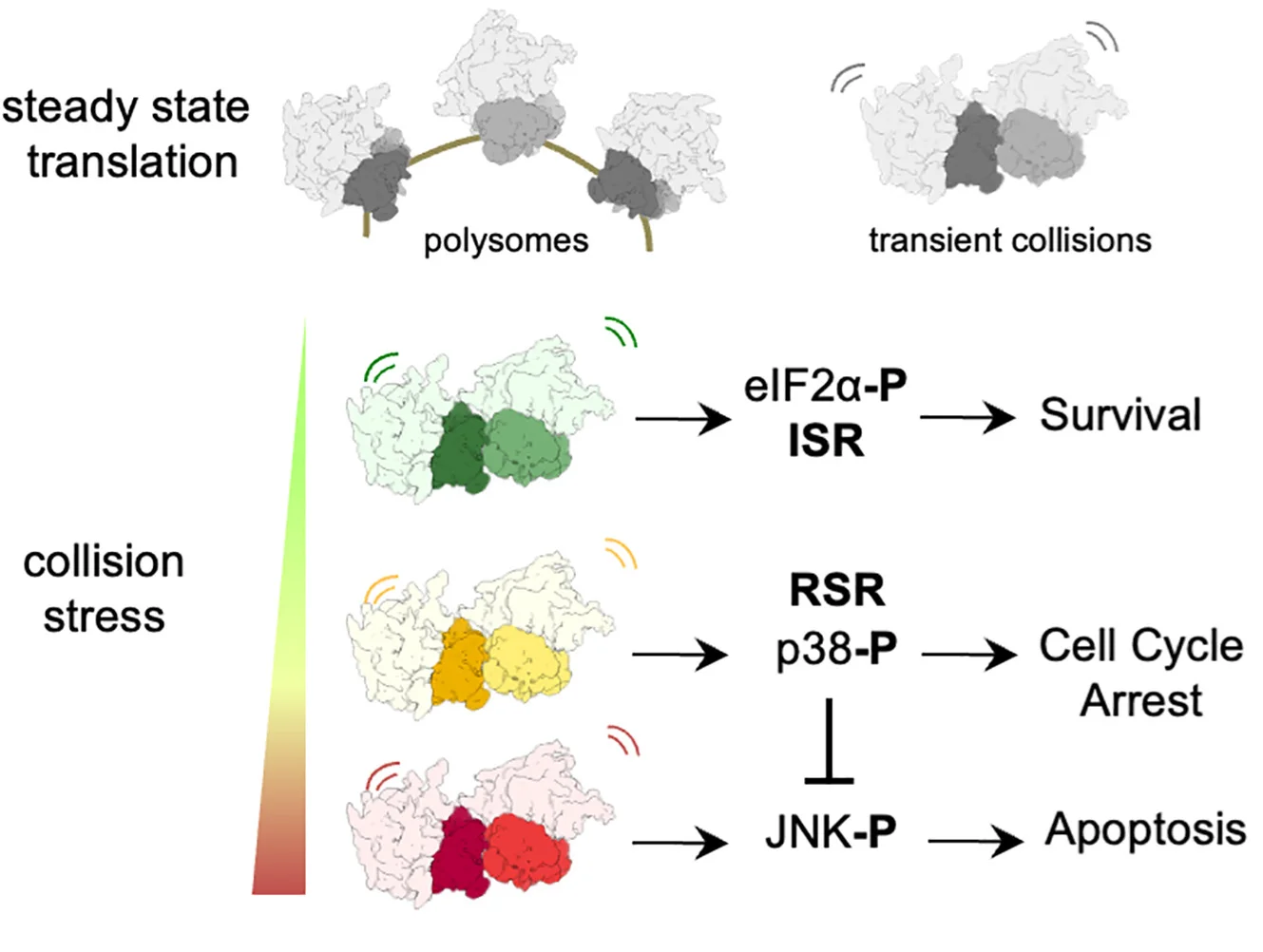 Open access visualization of Workflow, Illustration, Polysomes, Collision Stress, Cellular Stress Responses