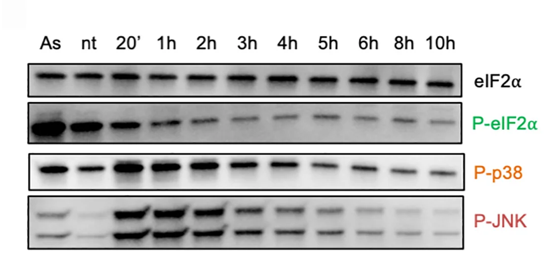 Open access visualization of Gel, Western Blot, Collision Stress, MEF Cells, Arsenite