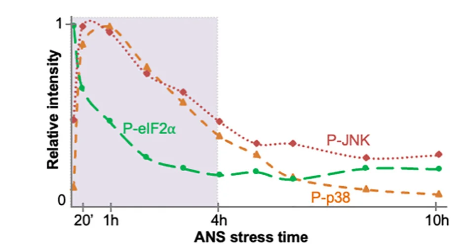 Open access visualization of Line Plot, Relative Intensity, eIF2