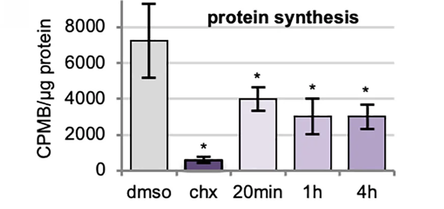 Open access visualization of Bar Plot, Error Bars, 35S Incorporation, Protein Synthesis, Control Cells