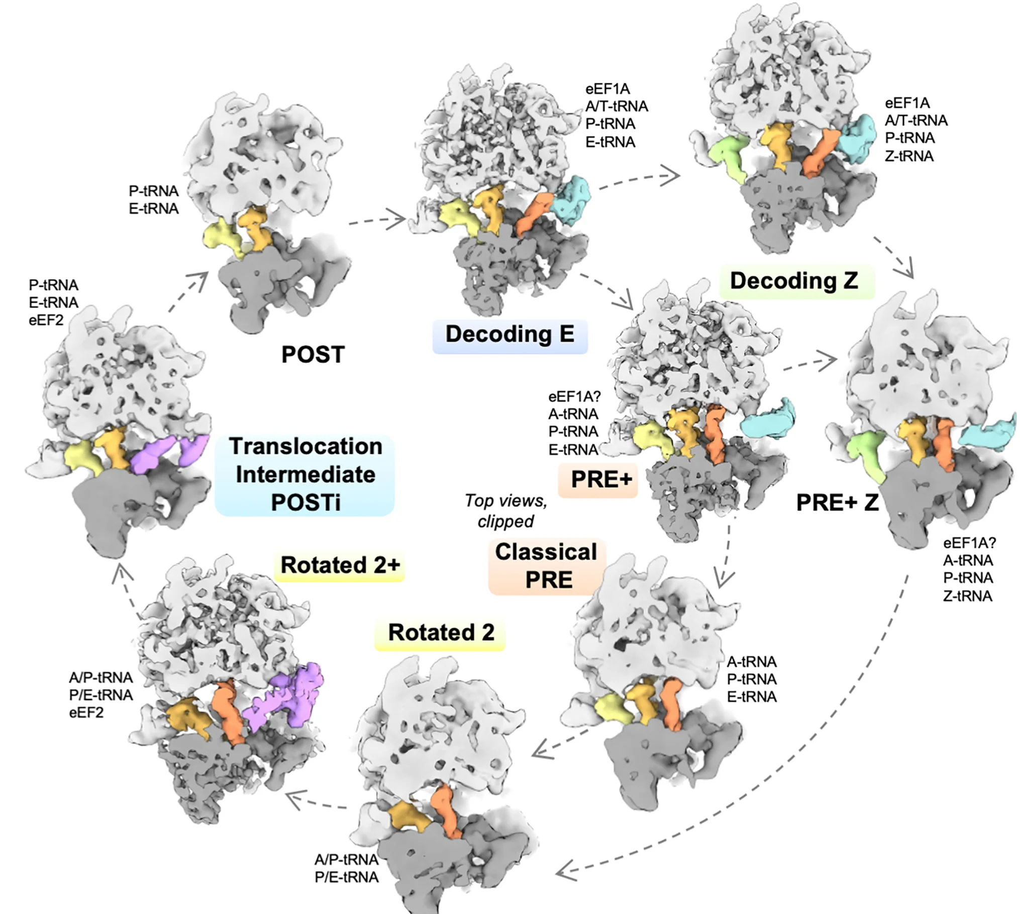Open access visualization of Workflow, Illustration, Active Intermediates, Elongation Cycle, Ribosome