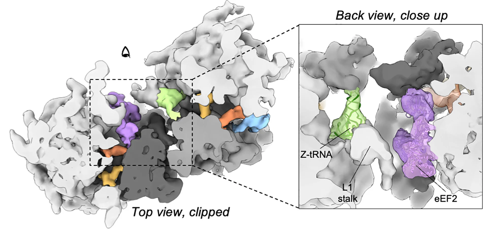Open access visualization of Protein Structure, Subtomogram Average, Collided Disome, tRNA, eEF2