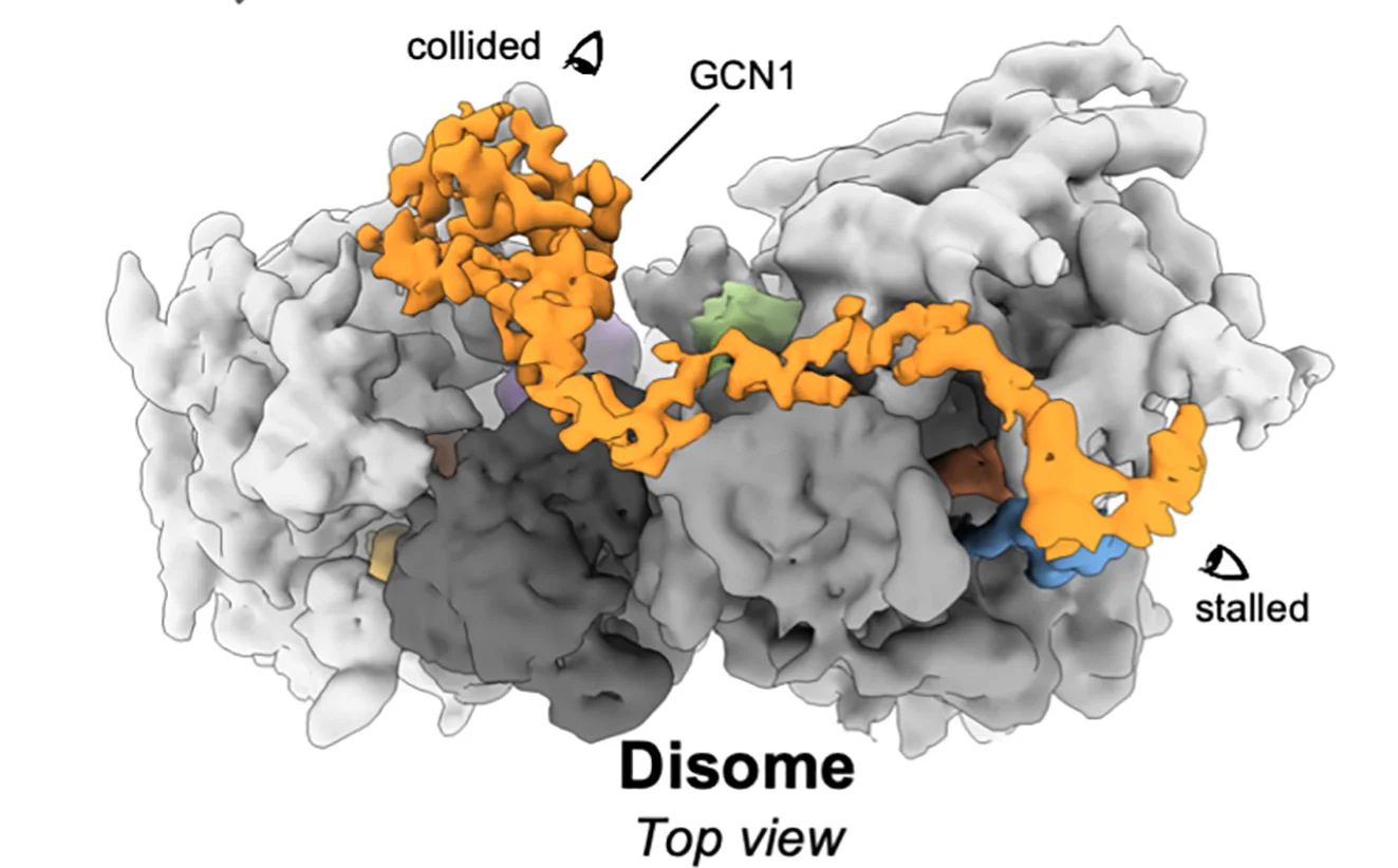 Open access visualization of Protein Structure, Subtomogram Average, GCN1, Collided Disomes