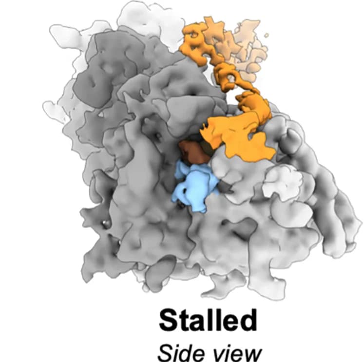 Open access visualization of Protein Structure, 3D Plot, Stalled Ribosome, Side Views