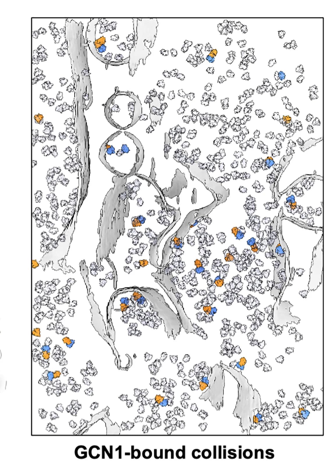 Open access visualization of Illustration, GCN1, Tomogram, Membranes, 80S Particles