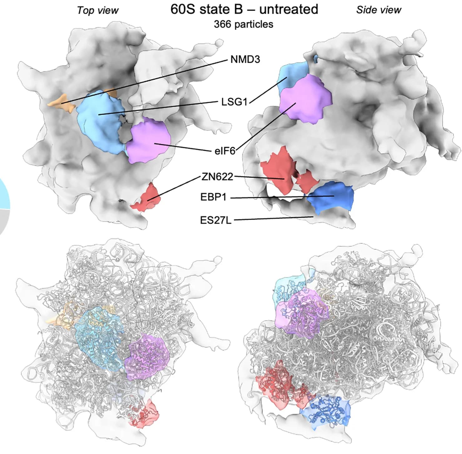 Open access visualization of Protein Structure, 60S Class, Maturation State B, eIF6, LSG1