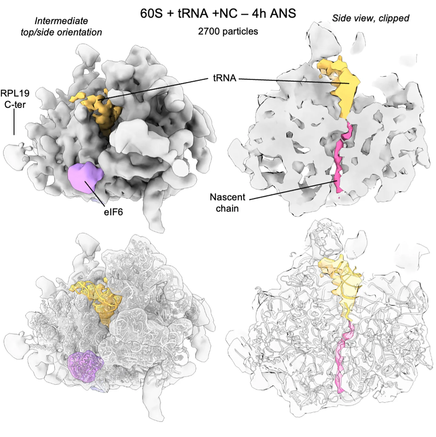 Open access visualization of Protein Structure, 60S Complex, ANS Stress Dataset, eIF6, P-site tRNA