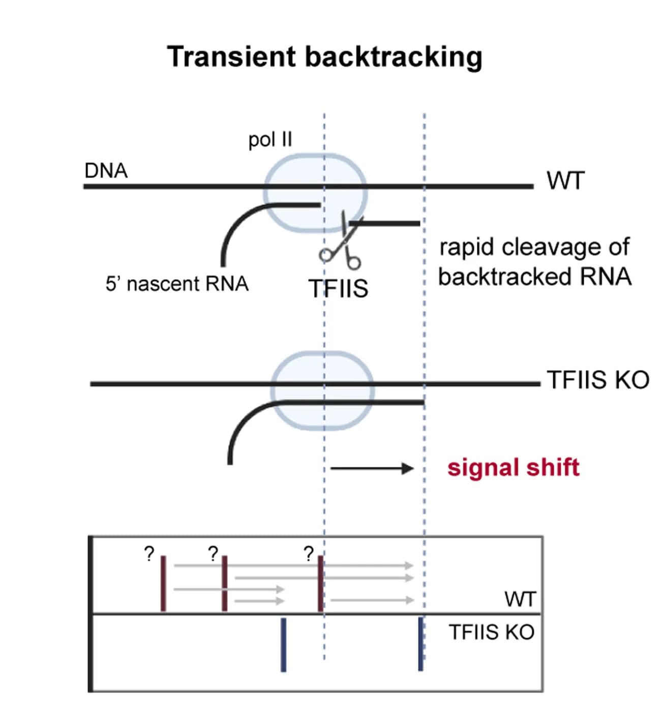 Open access visualization of Workflow, Illustration, Transient Backtracking, Nascent Transcription, Wild-Type Cells