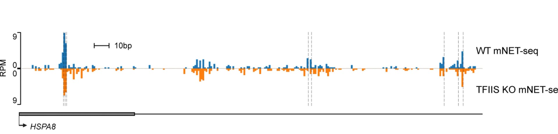 Open access visualization of Bar Plot, Genome Viewer, mNET-seq, Wild-Type Cells, TFIIS Knockout Cells