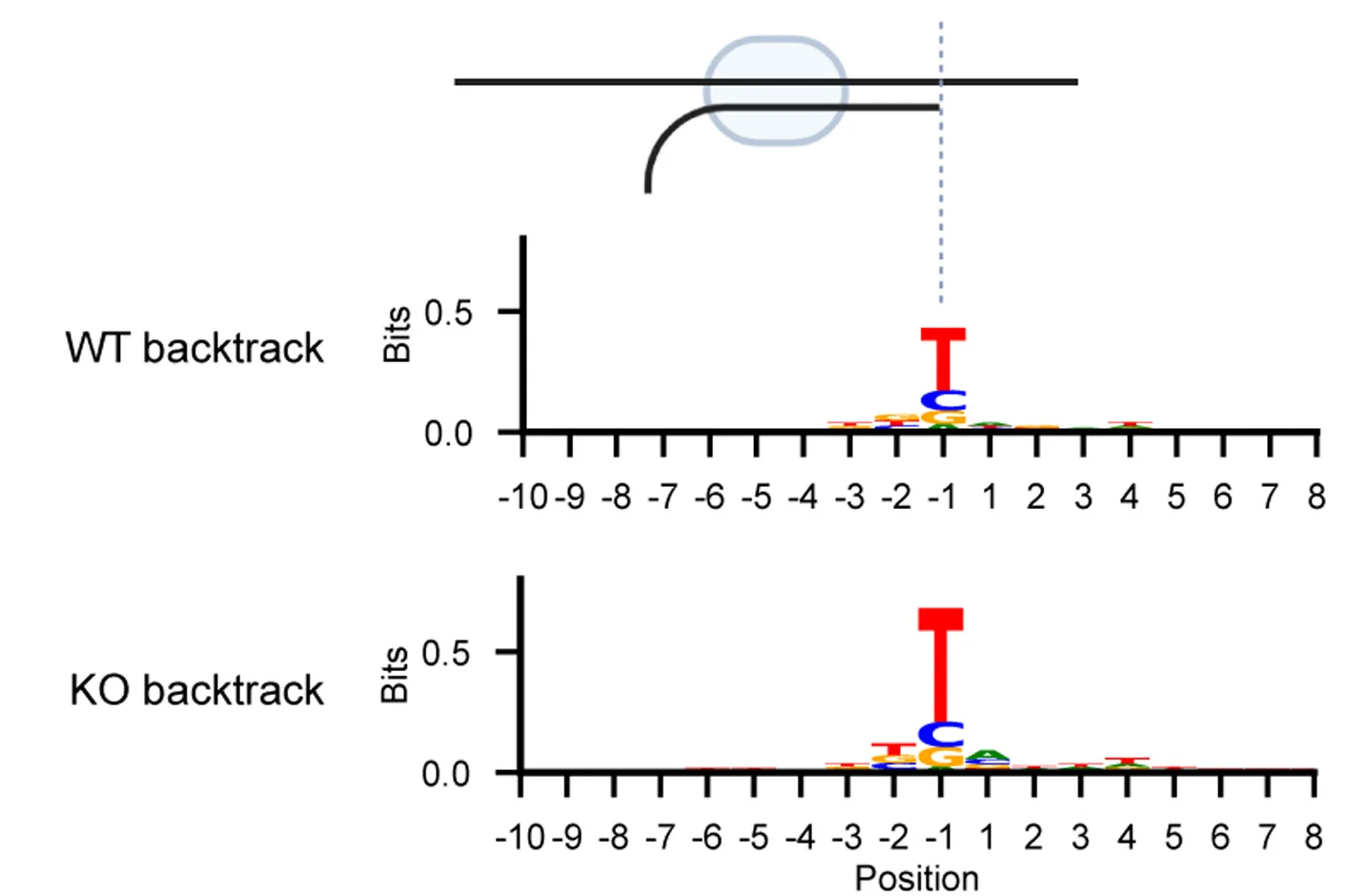 Open access visualization of Line Plot, Consensus Sequence, Backtracking, LORAX-seq, Wild Type Cells