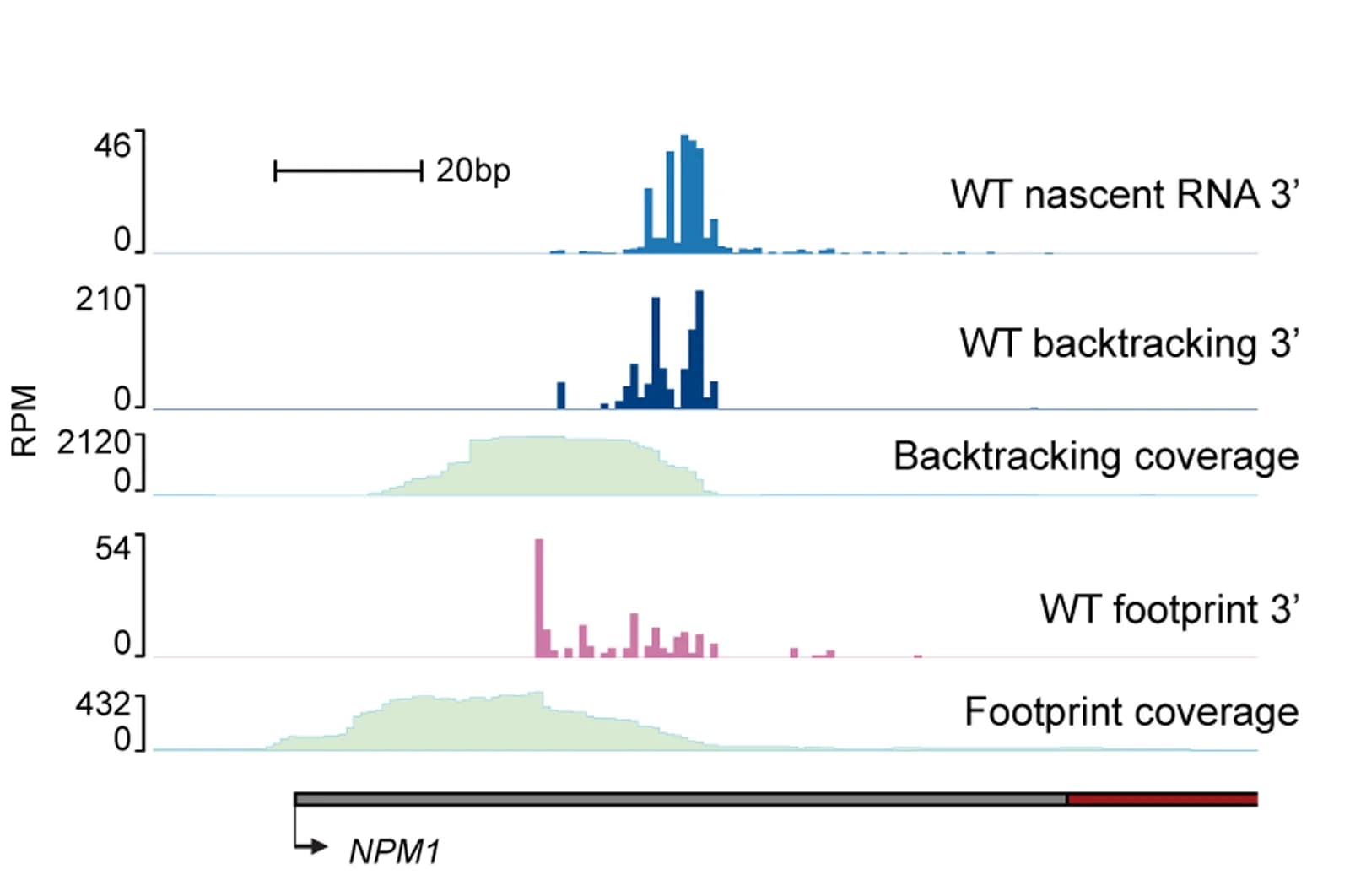 Open access visualization of Bar Plot, Line Plot, Density Plot, mNET-seq, LORAX-seq