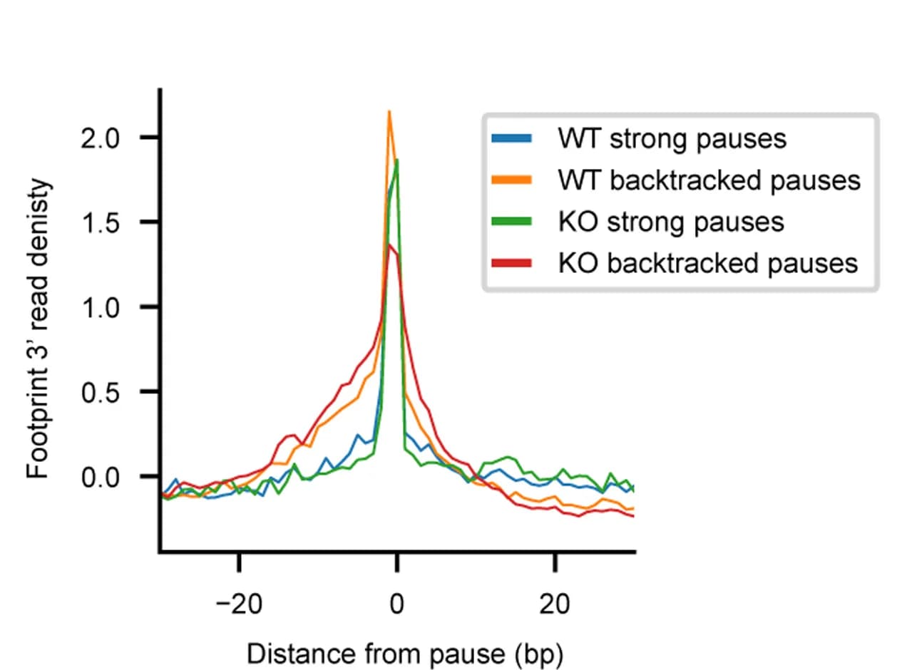 Open access visualization of Line Plot, Meta-Analysis, Footprint, RNA Pol II Pauses, LORAX-seq
