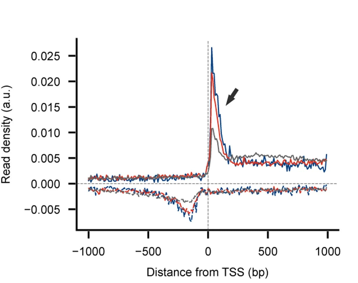 Open access visualization of Line Plot, LORAX-seq, mNET-seq, TFIIS KO Cells, Transcription Start Site