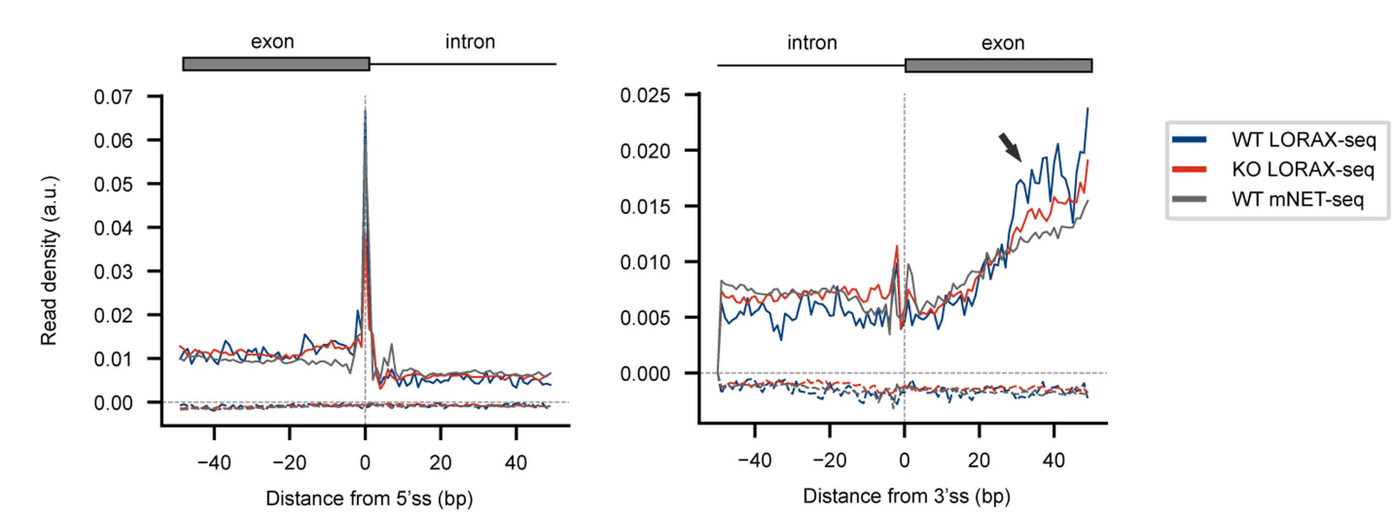 Open access visualization of Line Plot, LORAX-seq, mNET-seq, TFIIS KO Cells, Splice Sites