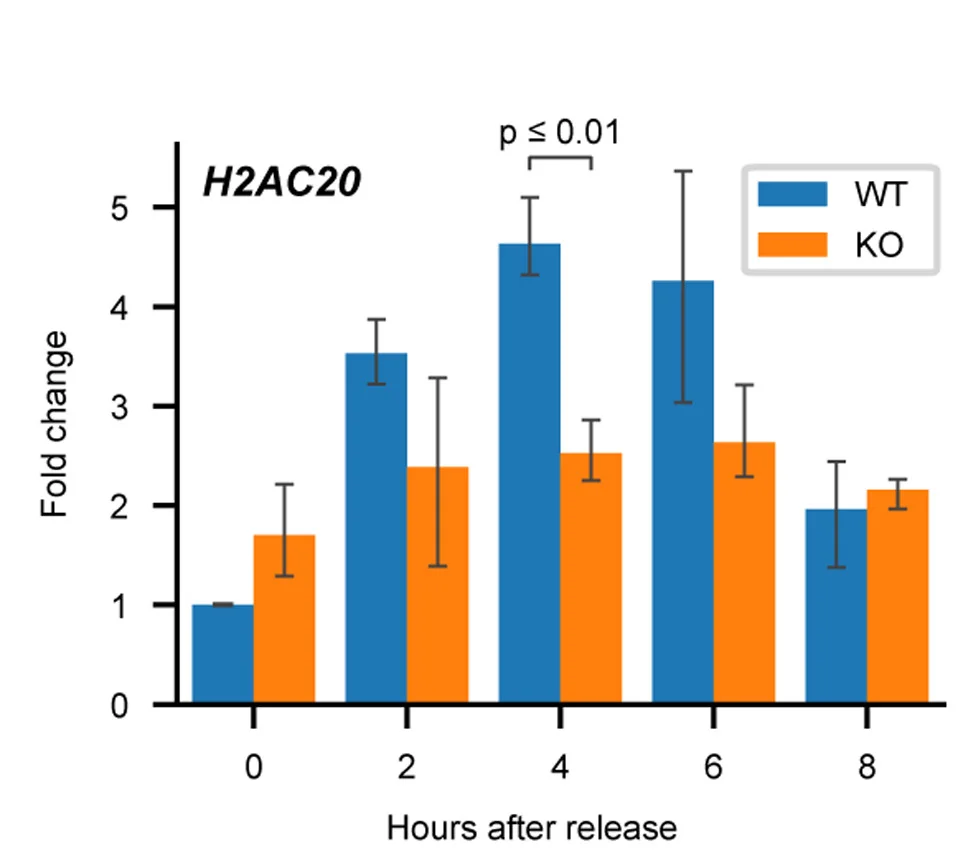 Open access visualization of Clustered, Error Bars, H2AC20 Gene Expression, Cell Synchronization, RT-qPCR