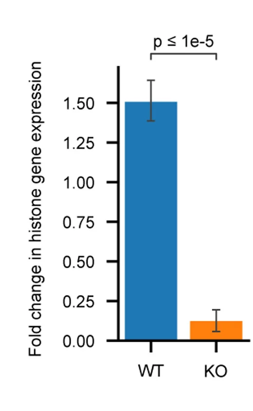 Open access visualization of Bar Plot, Error Bars, Histone Genes, Cell Synchronization, Log2 Fold Change