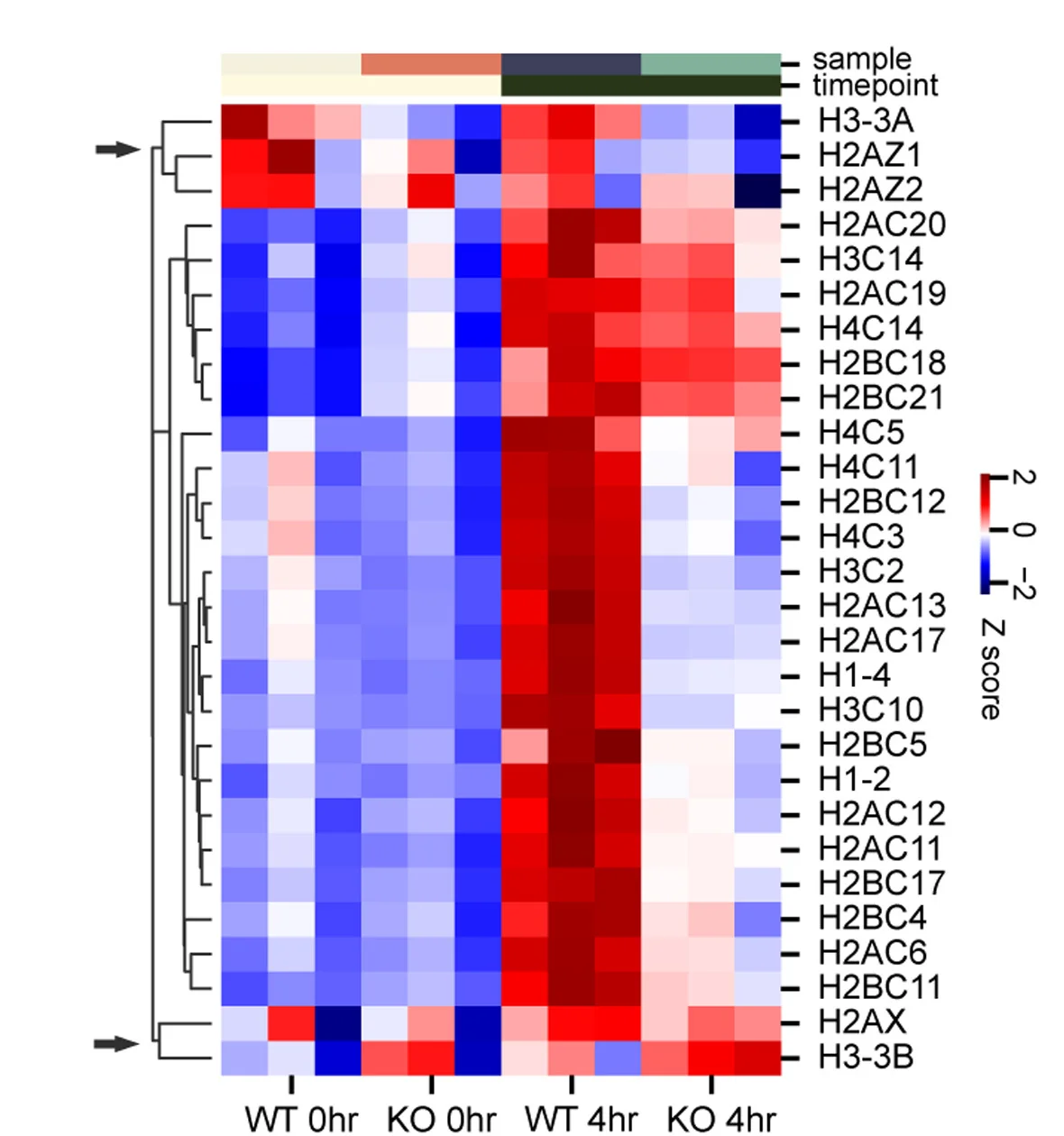 Open access visualization of Heatmap, Clustered, Histone Gene Expression, Cell Synchronization, Zscore