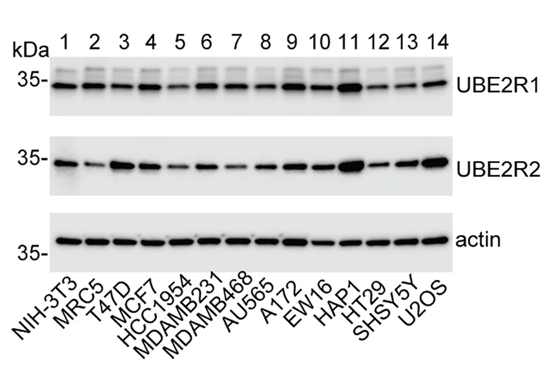 Open access visualization of Gel, Western Blots, UBE2R1, UBE2R2, Cell Lines
