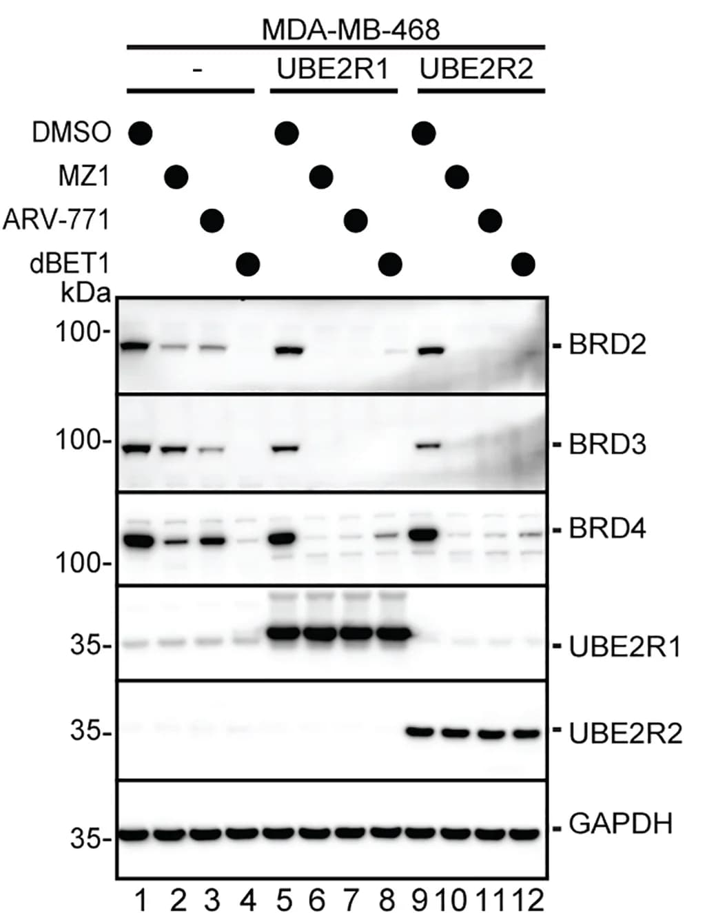 Open access visualization of Gel, Western Blots, Protein Levels, Breast Cancer Cell Line, MDA-MB-468