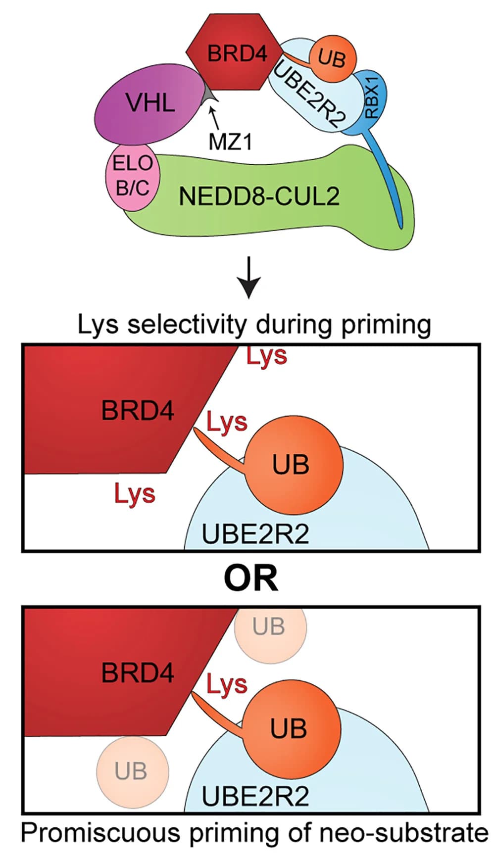 Open access visualization of Workflow, Illustration, BRD4, Ubiquitylation, CRL2VHL