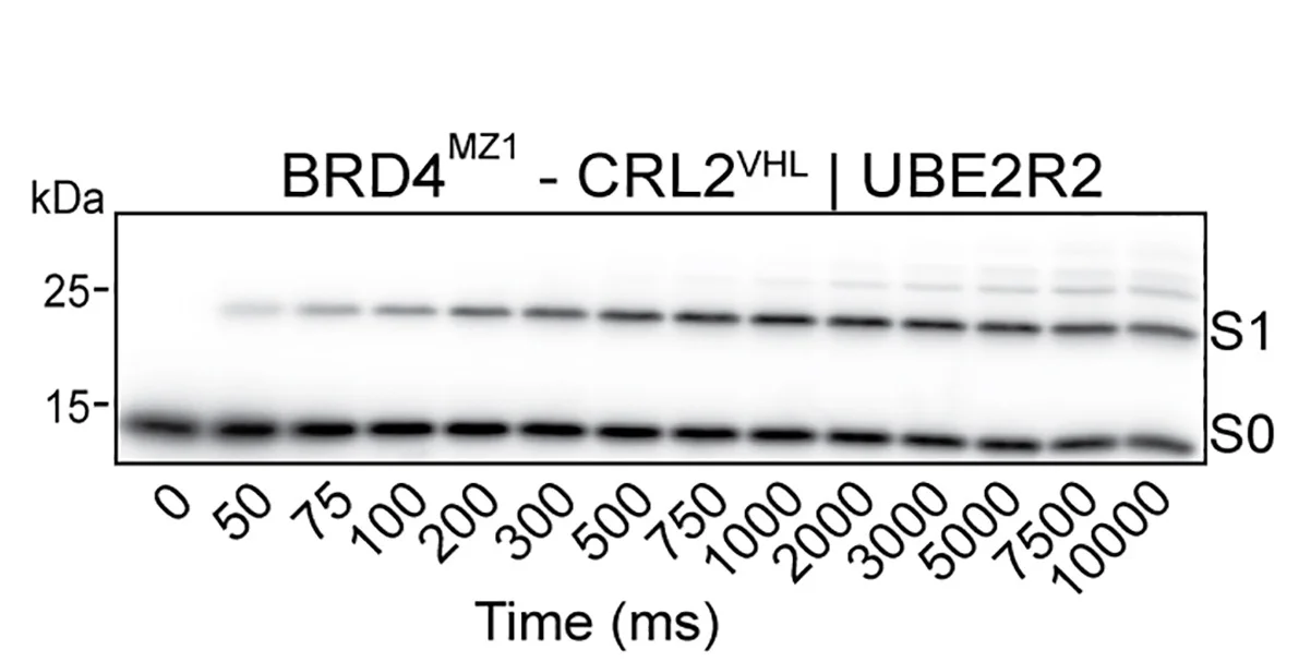 Open access visualization of Gel, Autoradiogram, Ubiquitylation, UBE2R2, MZ1