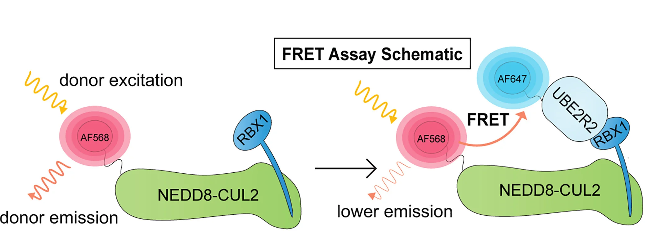 Open access visualization of Workflow, Illustration, Fluorescence Resonance Energy Transfer, FRET, CUL2-RBX1
