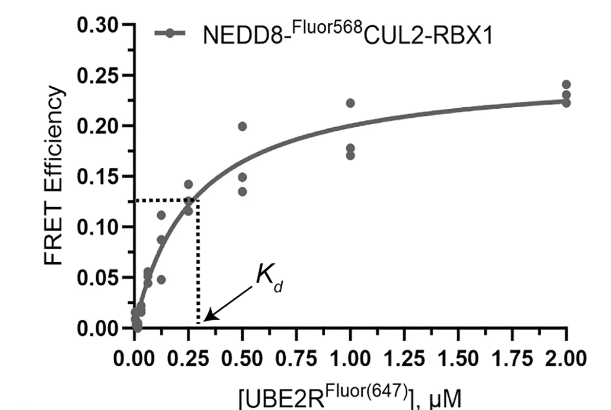 Open access visualization of Scatter Plot, Line Plot, FRET Efficiency, UBE2R2, CUL2-RBX1