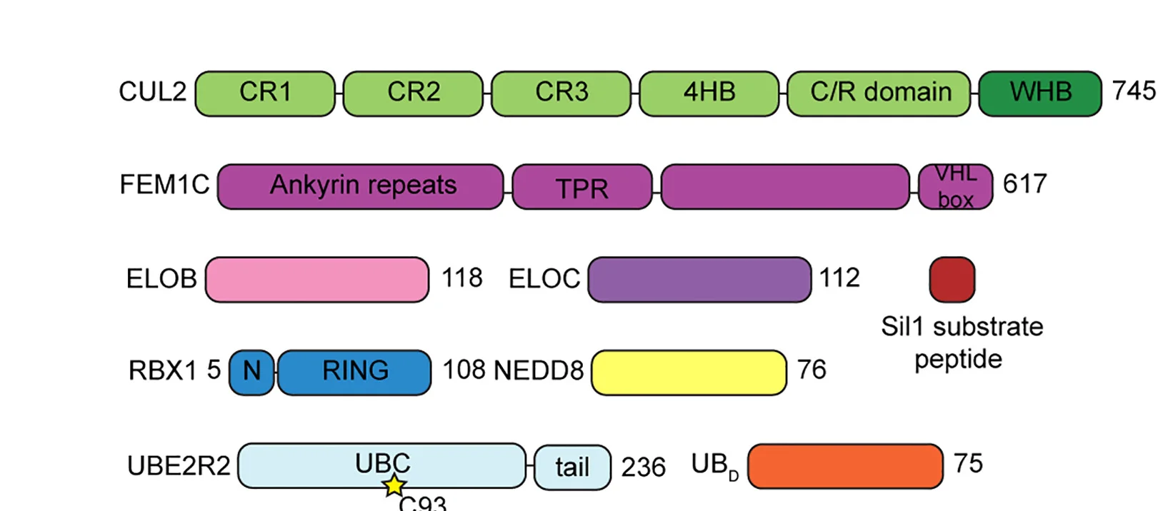 Open access visualization of Illustration, Neddylated CRL2FEM1C-Sil1-UBE2R2ubiquitin, Cryo-EM Structure, UBE2R2, Ubiquitin