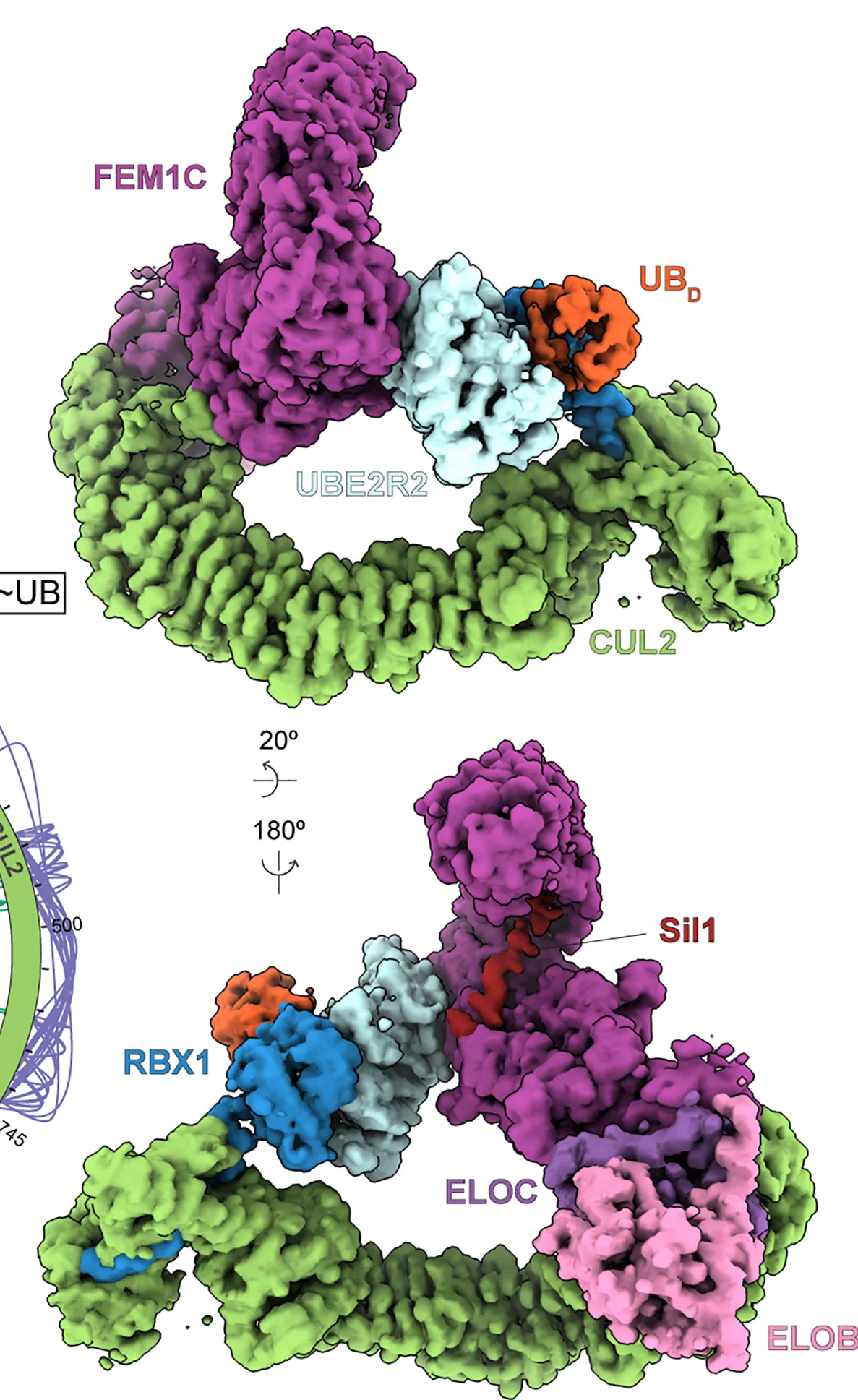 Open access visualization of Protein Structure, DeepEMhancer, Cryo-EM Map, Neddylated CRL2FEM1C, Sil1 Peptide