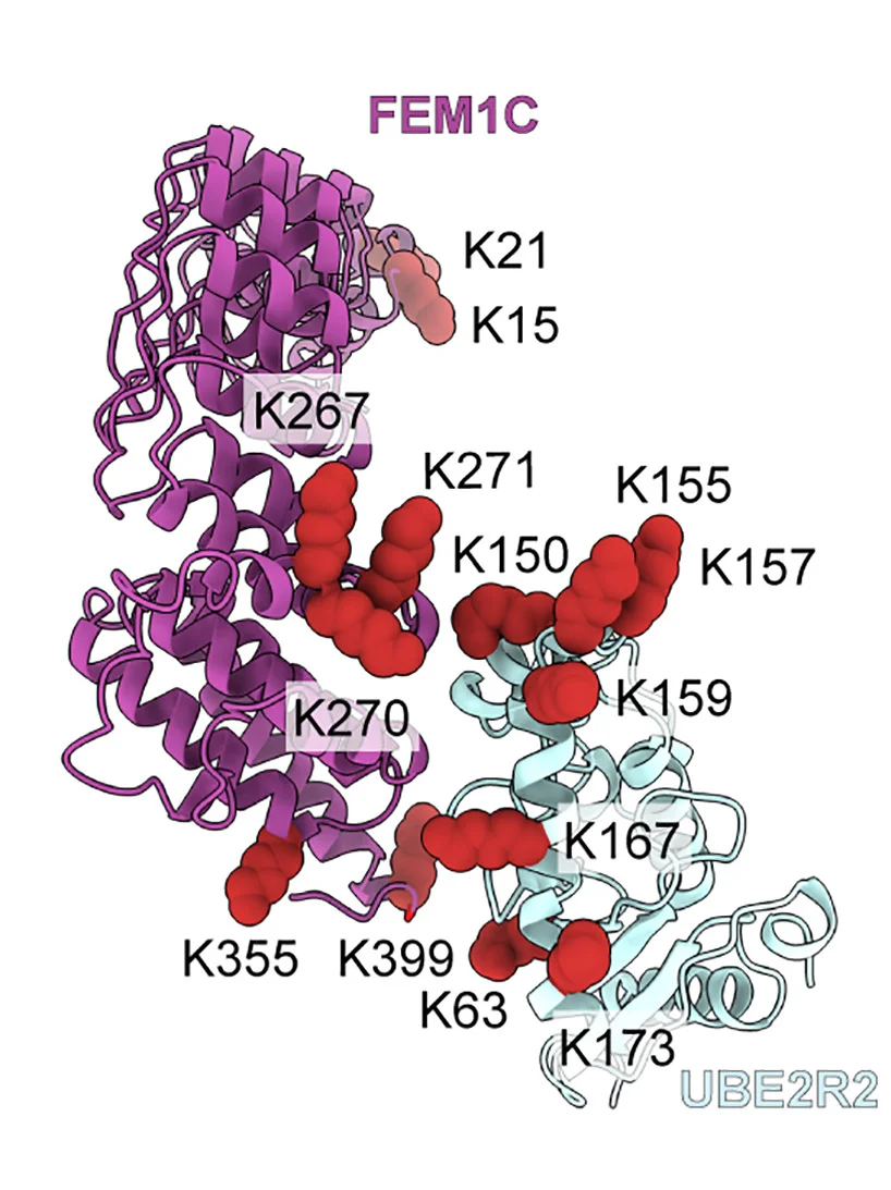 Open access visualization of Protein Structure, Ribbon Diagram, Cross-Linked FEM1C, UBE2R2 Lys Residues, Cryo-EM Map