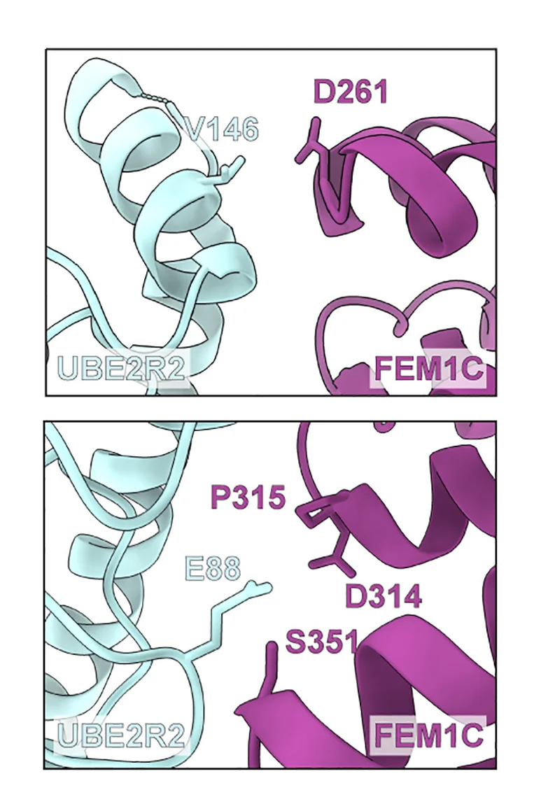 Open access visualization of Protein Structure, 3D Plot, Ribbon Diagram, Residue Interface, FEM1C