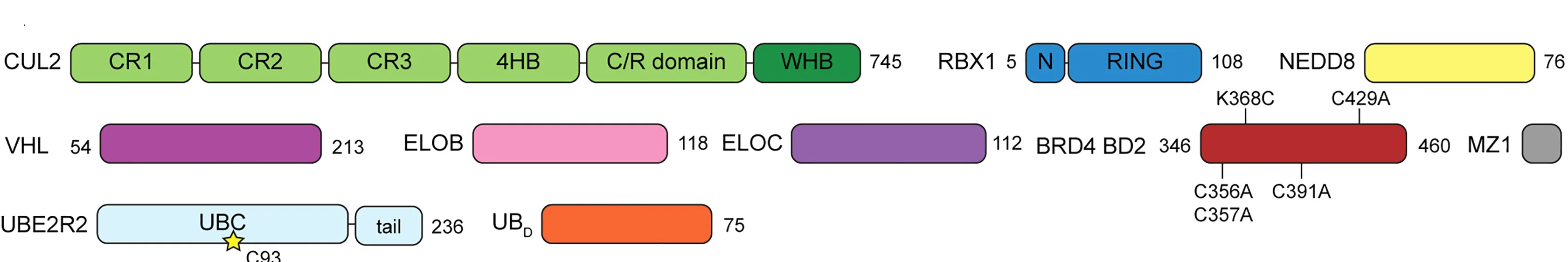 Open access visualization of Illustration, Cryo-EM, CRL2VHL, BRD4, UBE2R2