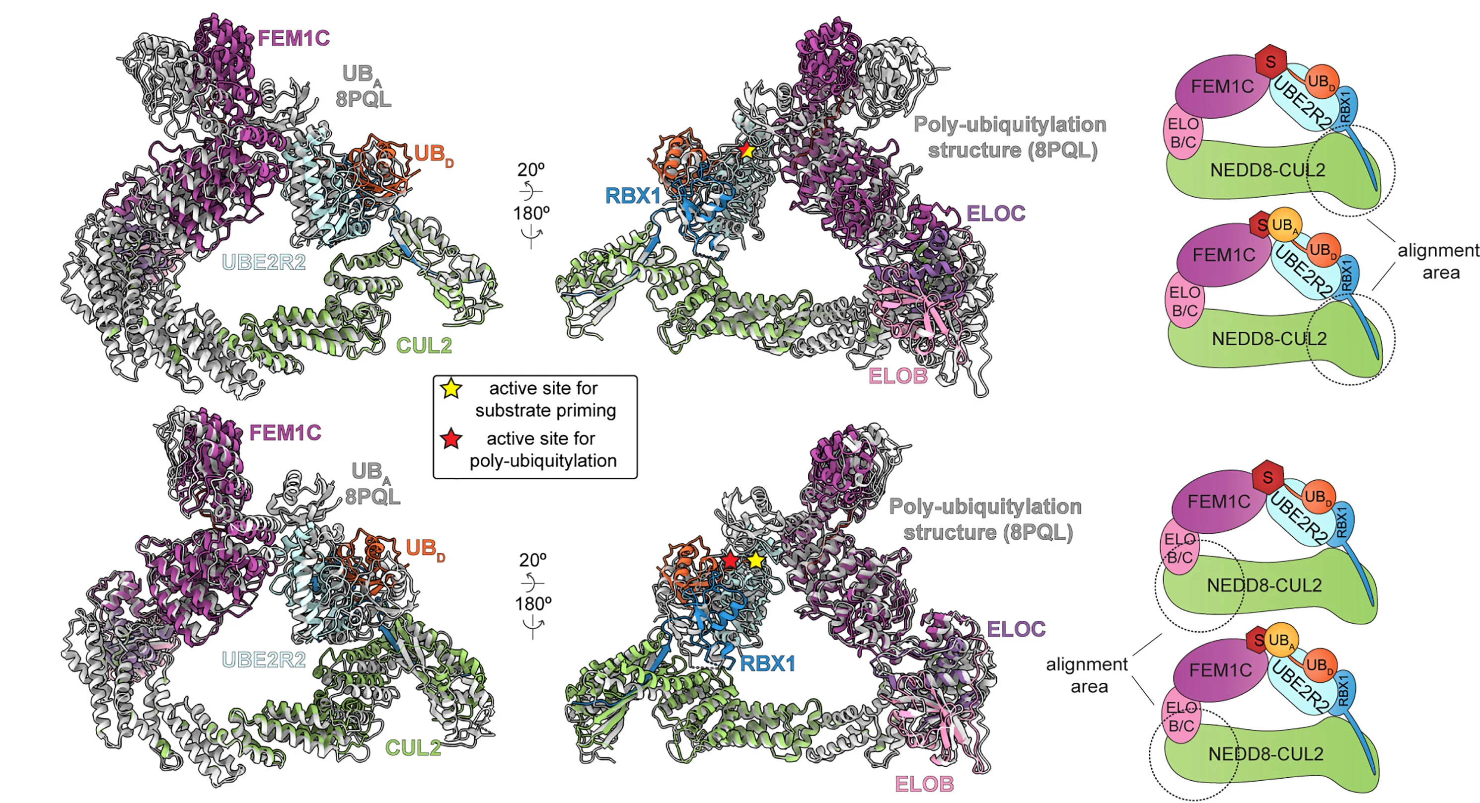 Open access visualization of Protein Structure, Illustration, CRL2FEM1C-Sil1-UBE2R2, Cryo-EM, Poly-ubiquitin Chain