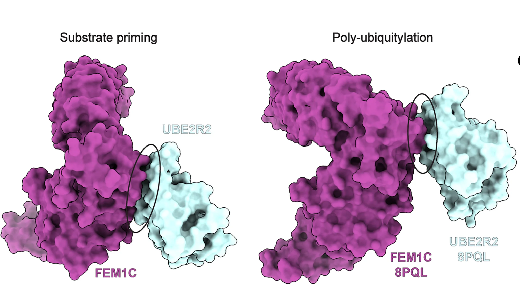 Open access visualization of Protein Structure, UBE2R2, FEM1C, Protein-Protein Interaction
